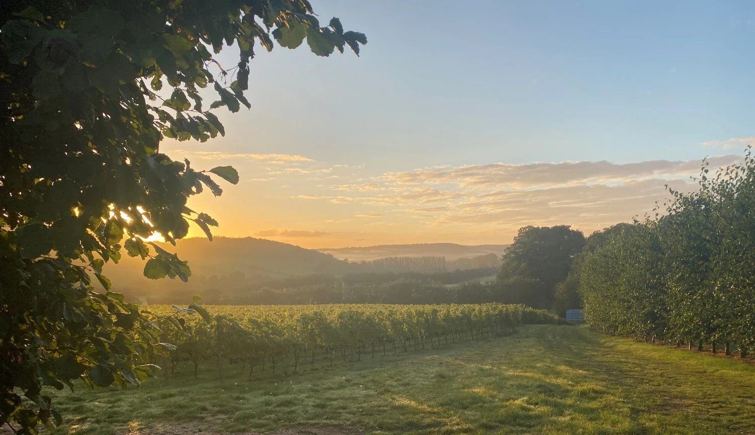 Image of English winemaking’s changing landscape