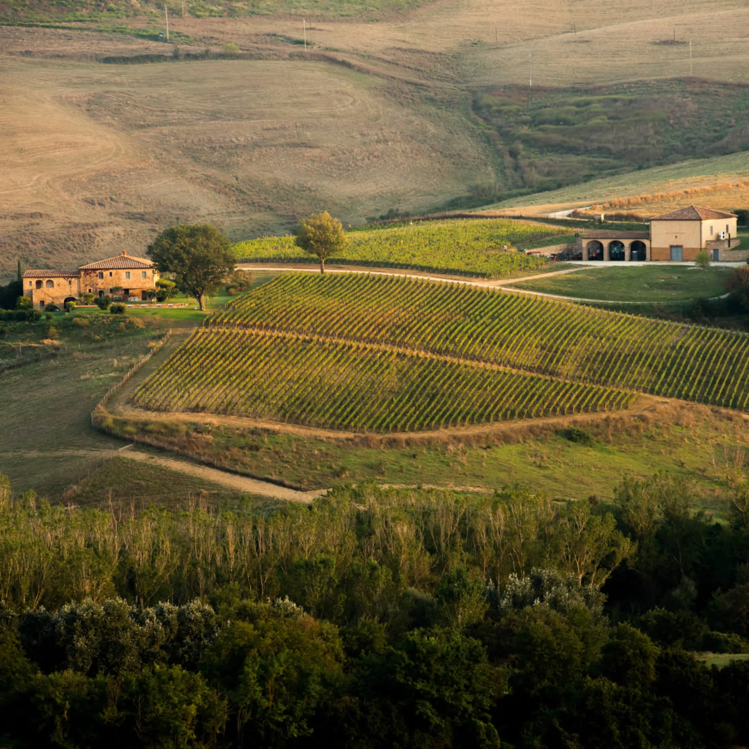 Investing in the vines