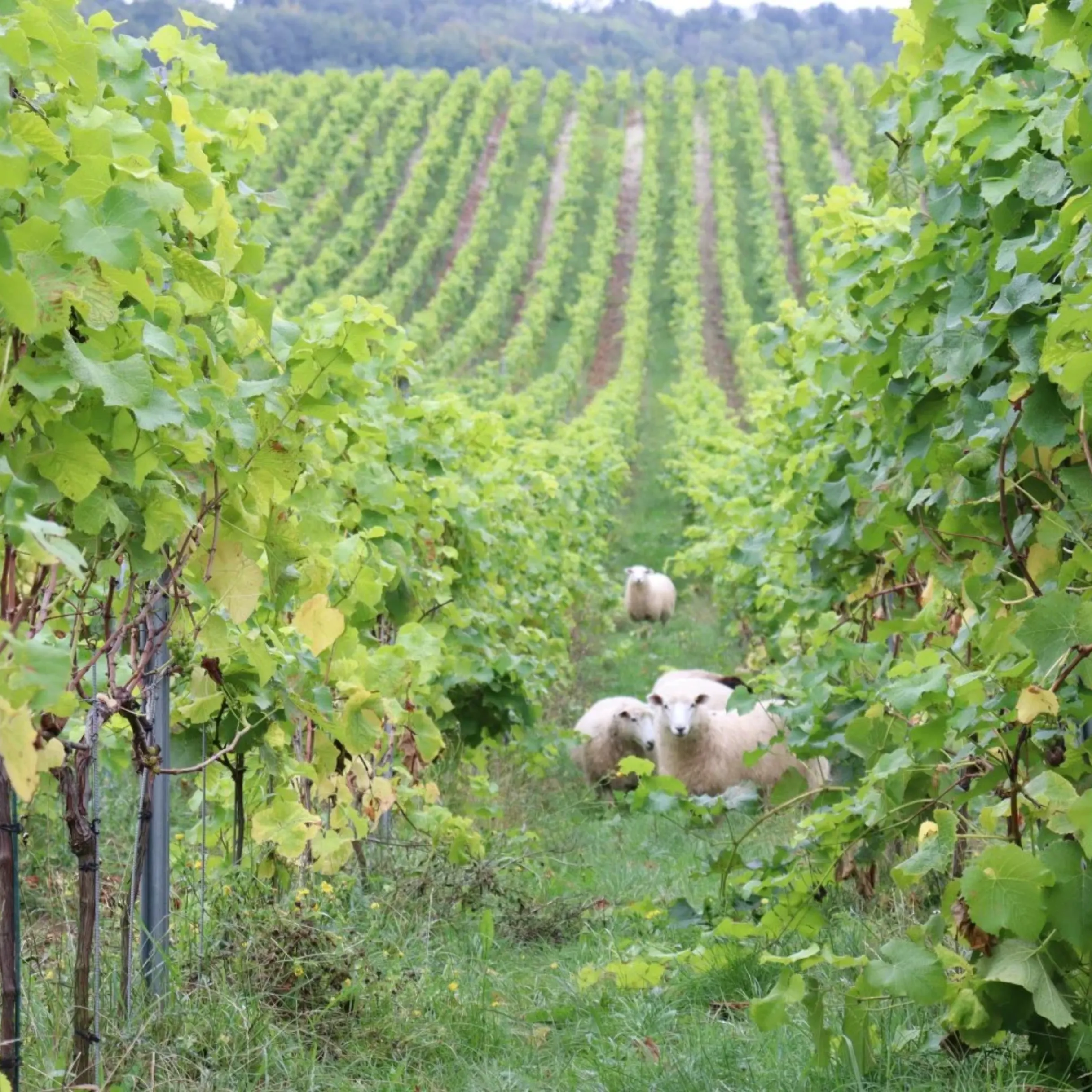 Knight Frank Viticulture: Mapping out a fruitful future