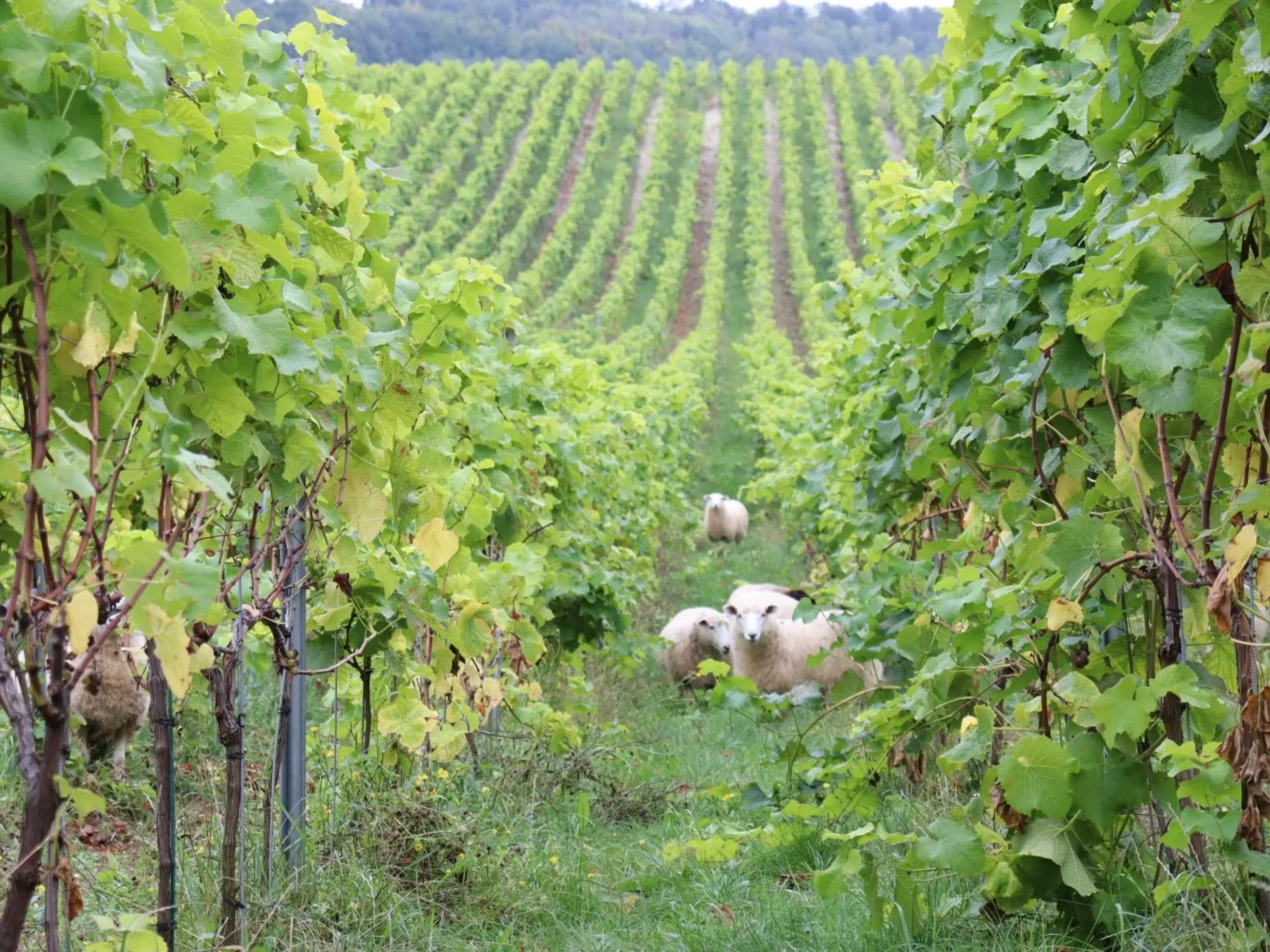 Image of Knight Frank Viticulture: Mapping out a fruitful future