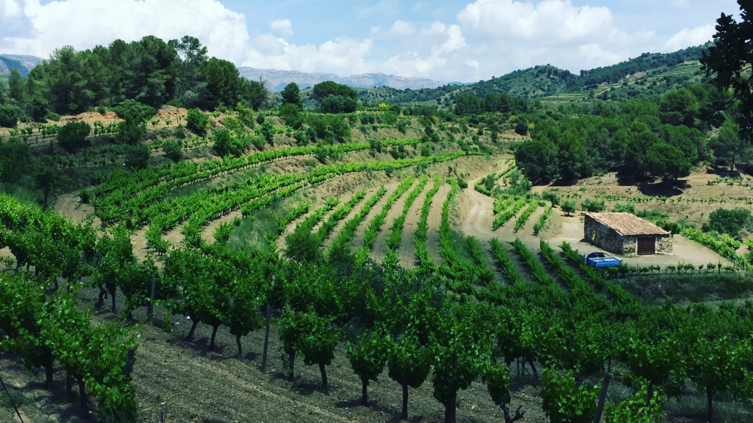 22-hectare estate for sale in the DOQ Priorat region, Catalonia, Spain. Contact Alexander Hall for further details.