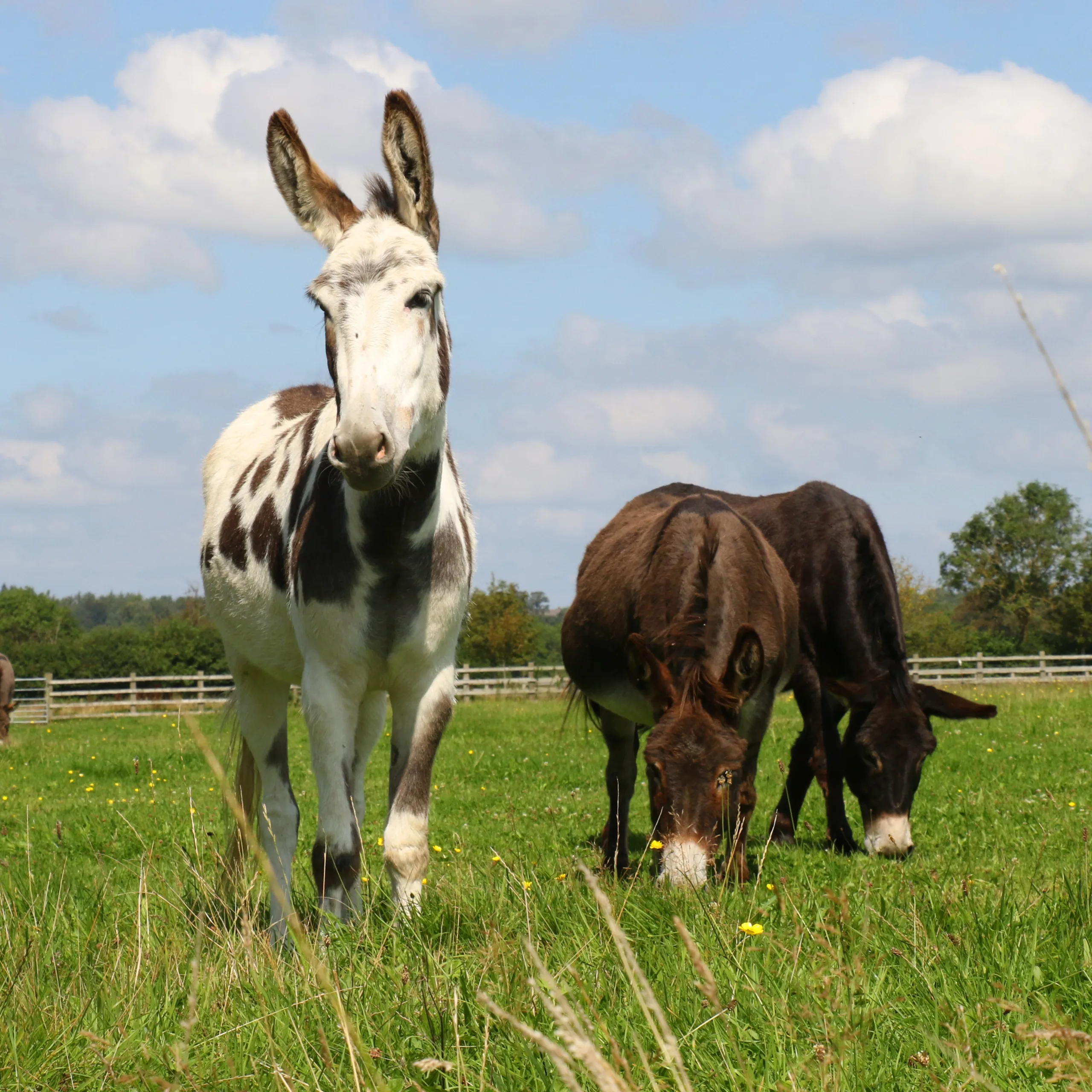 Image of How smarter property management is strengthening The Donkey Sanctuary’s global mission