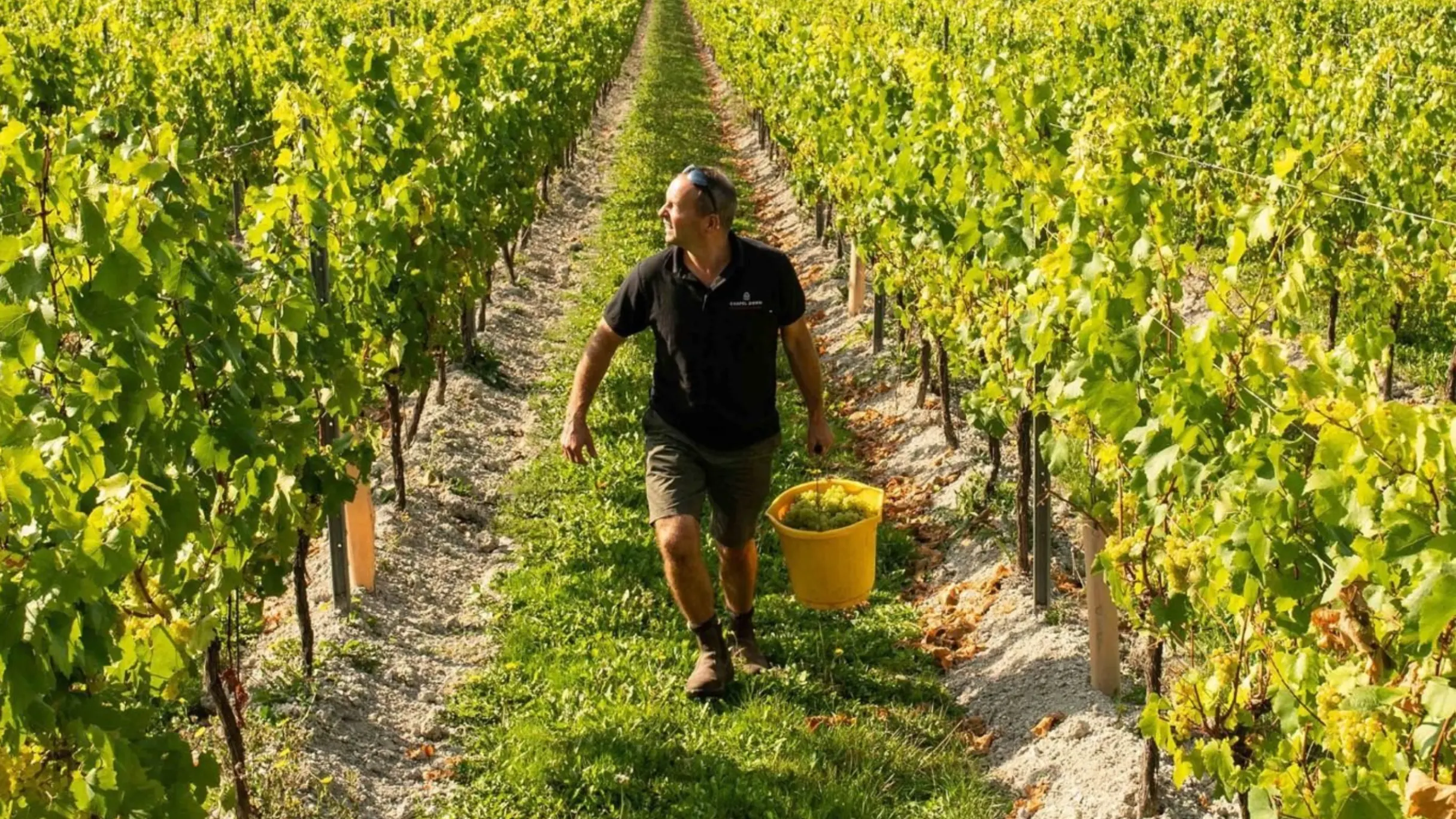 Wine garden of England, Kent