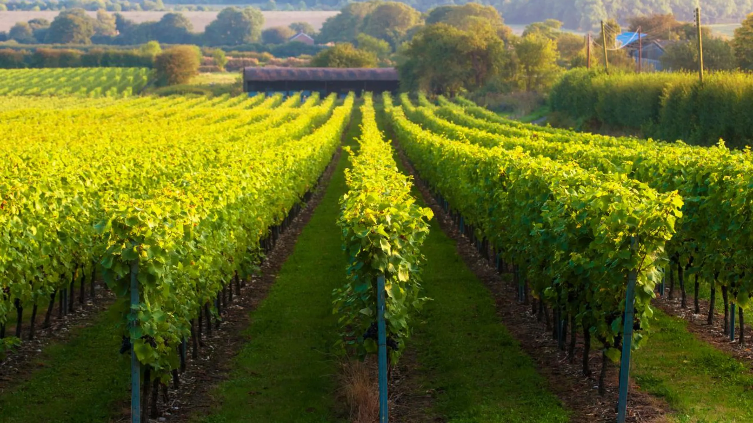 Vineyards on a hillside